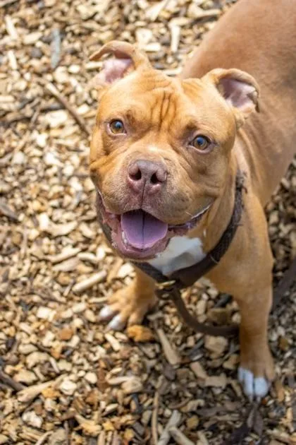 An adult medium-sized male Mixed Breed dog named Cinnabon for adoption in Chamblee, GA