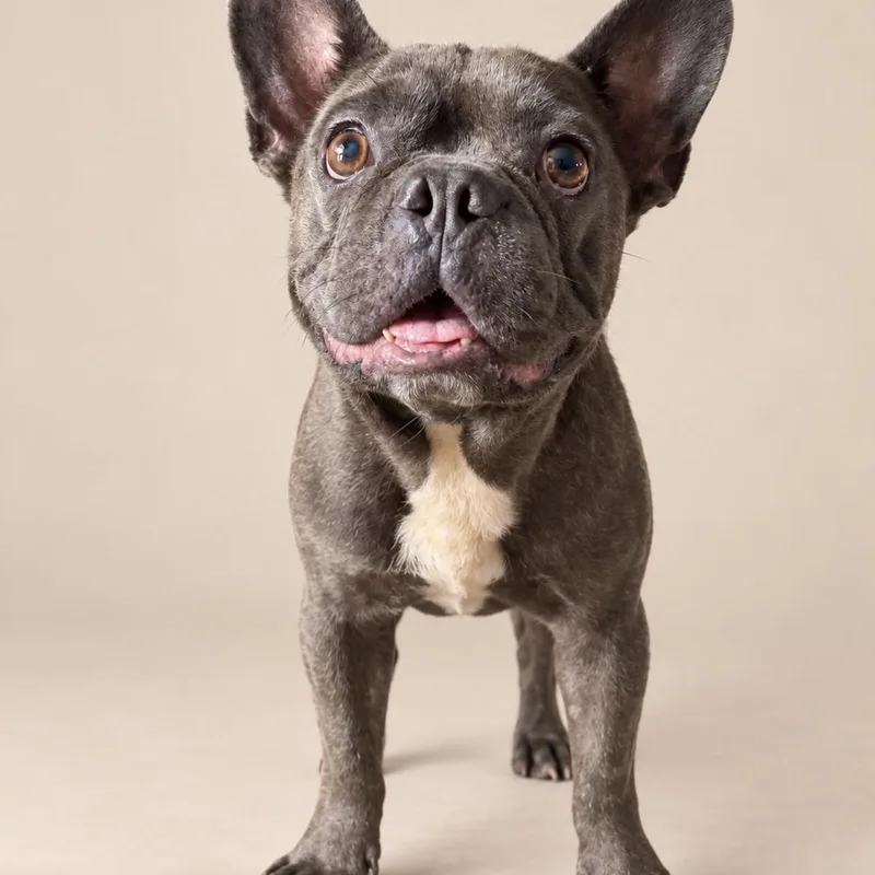 A young small-sized male French Bulldog dog named Blue Diamond for adoption in New York, NY