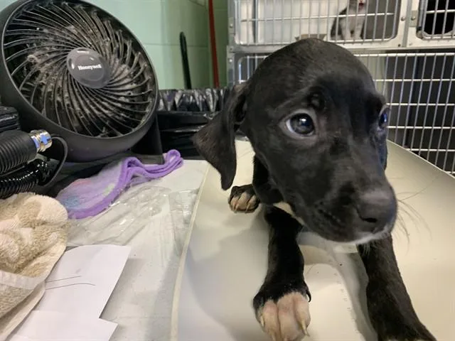 A baby small-sized female American Staffordshire Terrier dog named Ethel for adoption in Grand Prairie, TX