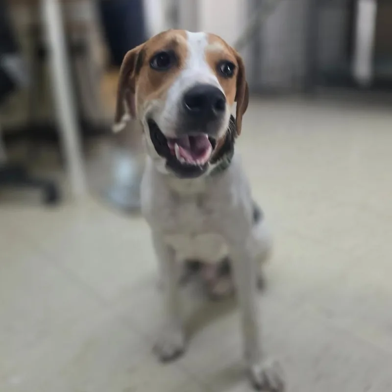 A young medium-sized male White / Cream Beagle dog named Forbes for adoption in Denison, TX