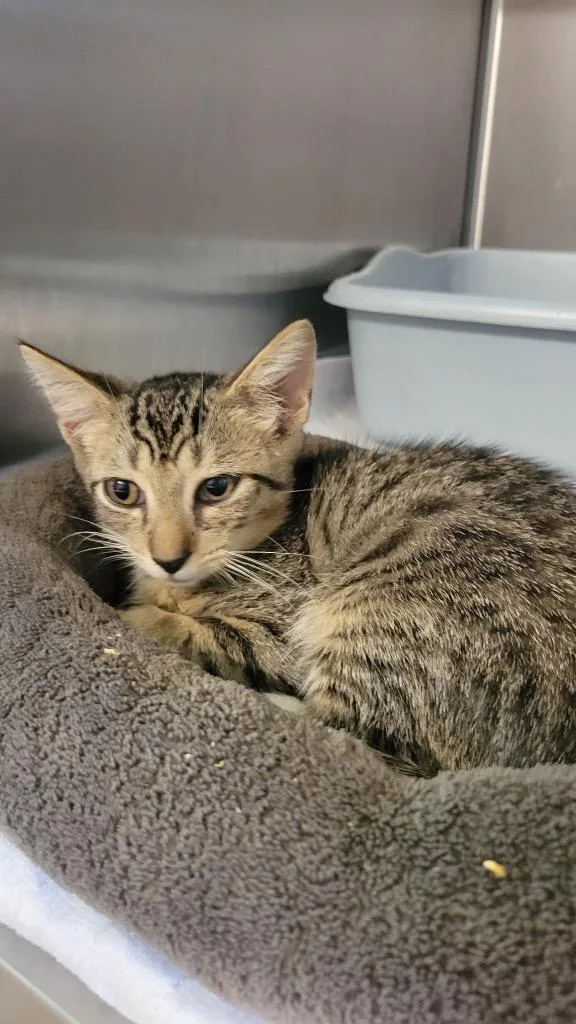 A baby large-sized male Domestic Short Hair cat named Timmy for adoption in Metter, GA