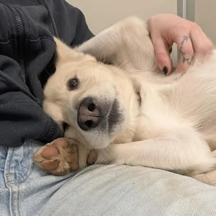 An adult medium-sized male Shiba Inu dog named Mako for adoption in Sultan, WA