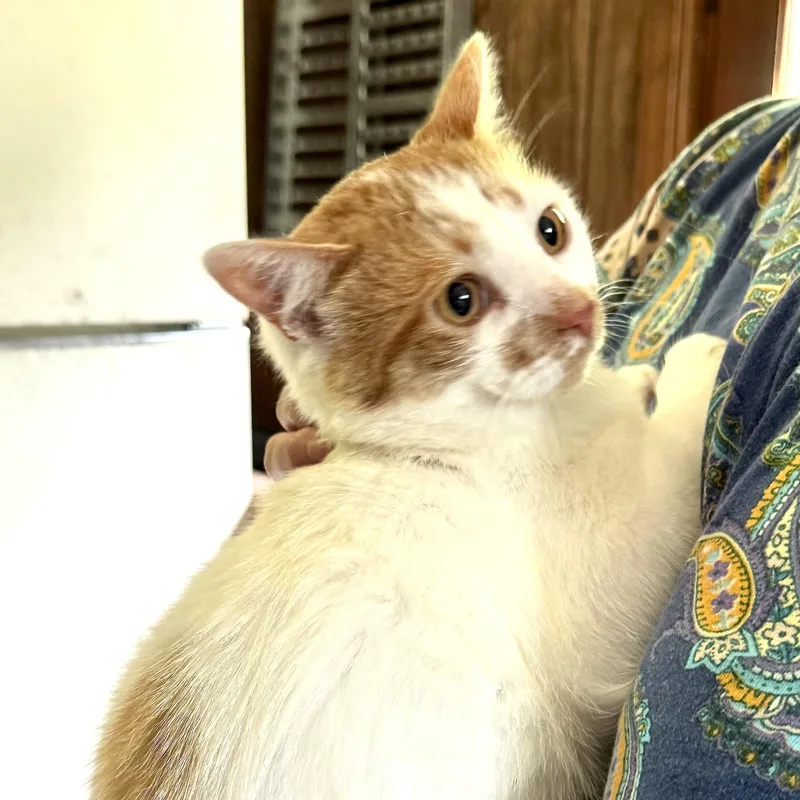 A young medium-sized male Orange & White Domestic Medium Hair cat named Zucca S for adoption in Sequatchie, TN