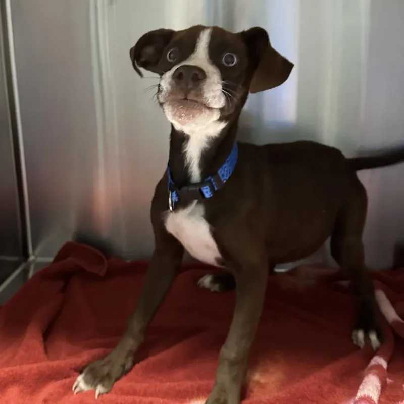A baby small-sized male Brown / Chocolate Mixed Breed dog named Griffin for adoption in Greensboro, NC