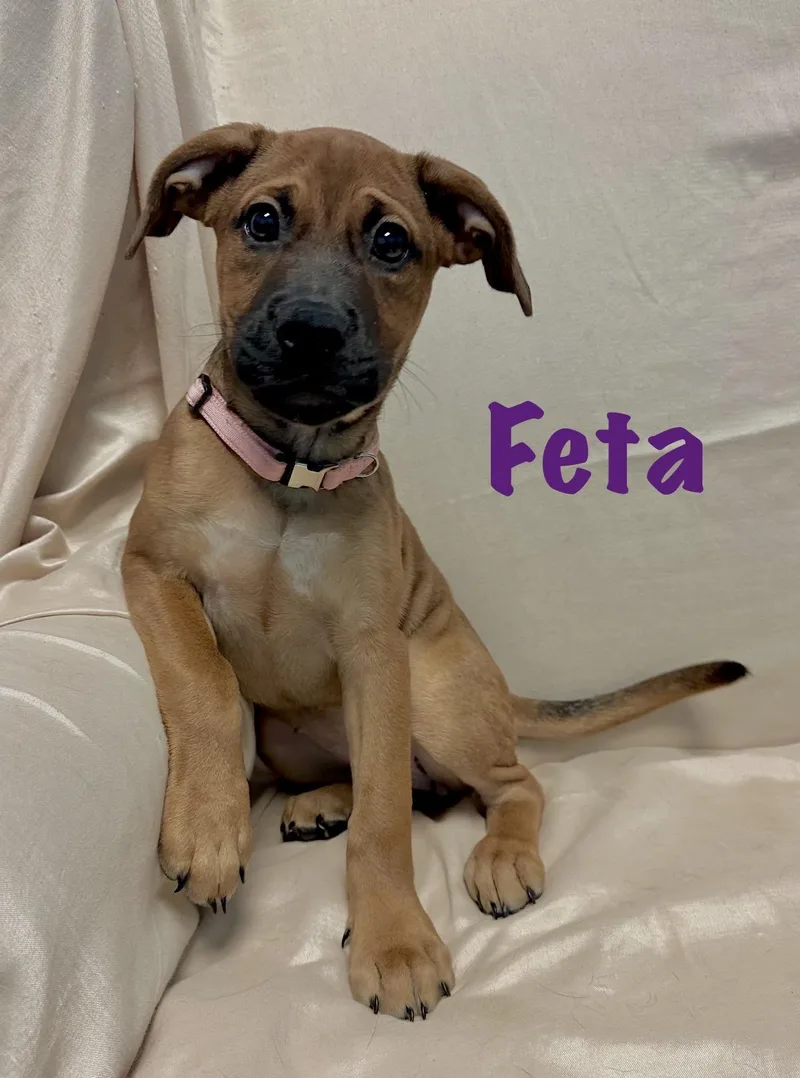 A baby medium-sized female Labrador Retriever dog named Feta for adoption in Walker, LA