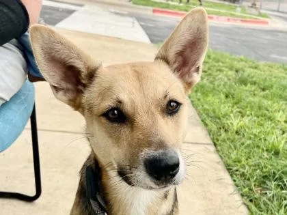 An adult medium-sized female Tricolor (Brown, Black, & White) Mixed Breed dog named Claire for adoption in Georgetown, TX