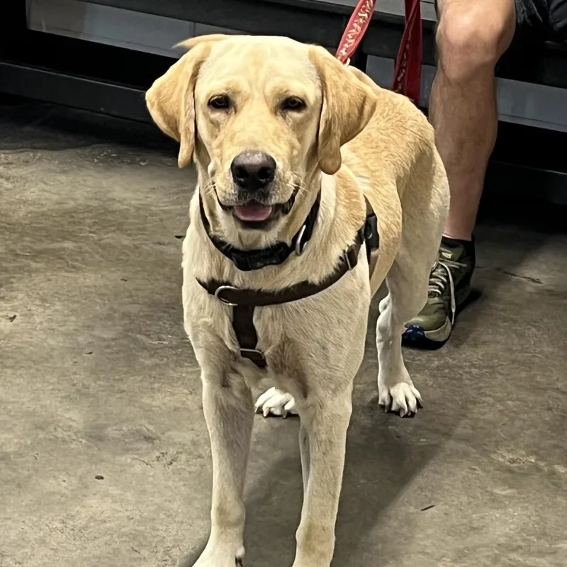 An adult large-sized male Yellow / Tan / Blond / Fawn Yellow Labrador Retriever dog named Scout for adoption in Clearwater, FL