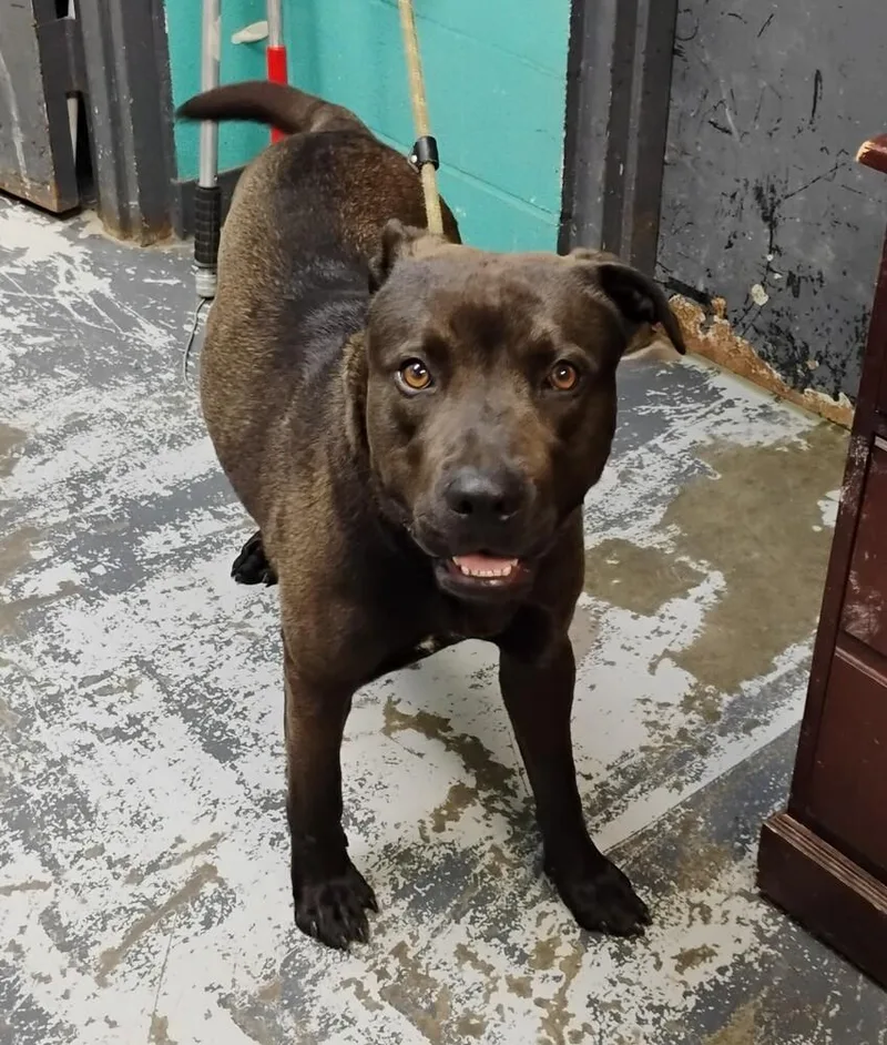 A young large-sized male Labrador Retriever dog named Mcdonald for adoption in New Lexington, OH