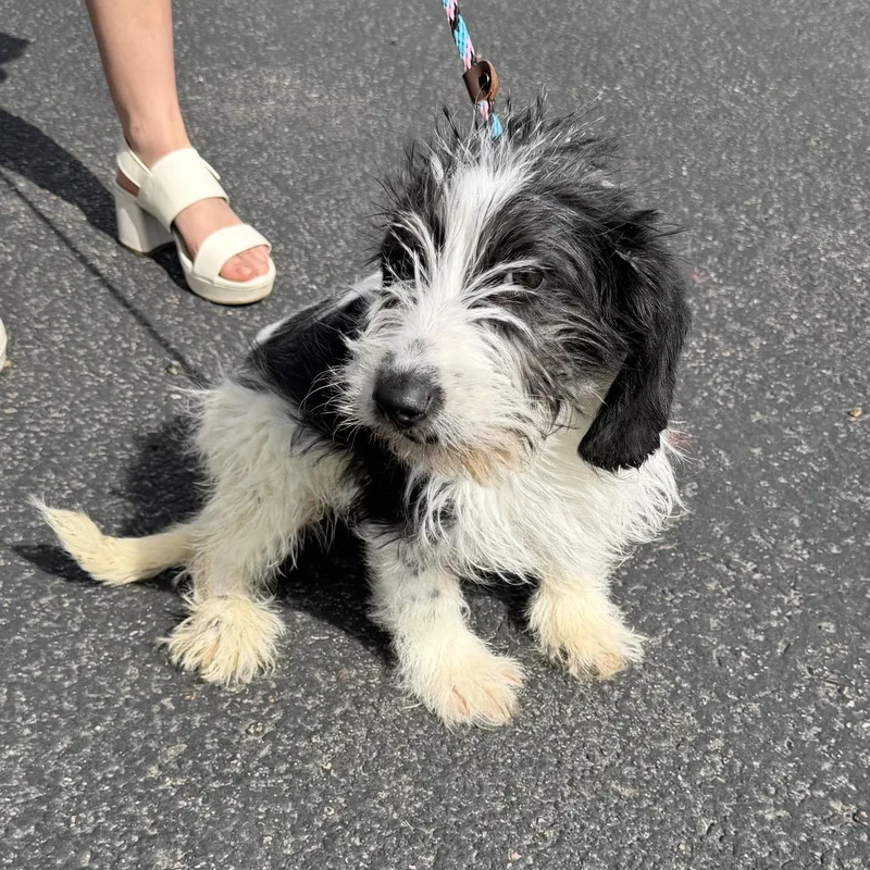 A baby medium-sized male Black Bearded Collie dog named Juneau for adoption in Boulder, CO