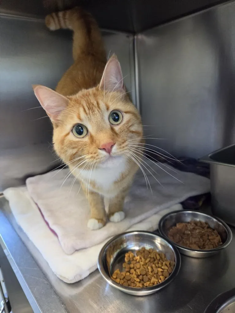 A senior medium-sized male Domestic Short Hair cat named K for adoption in Cumberland, ME