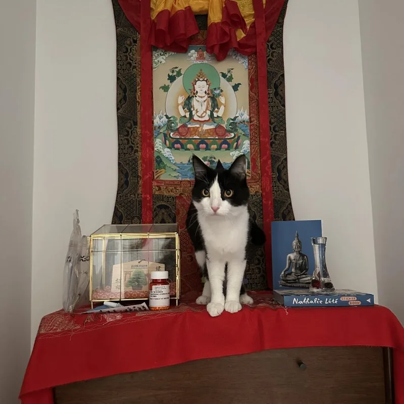 An adult medium-sized male Black Domestic Short Hair cat named Road Runner for adoption in Evanston, IL
