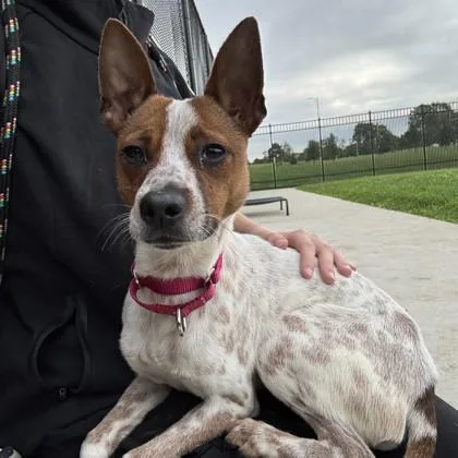 A young small-sized male Mixed Breed dog named Chipmunk for adoption in Wheaton, IL