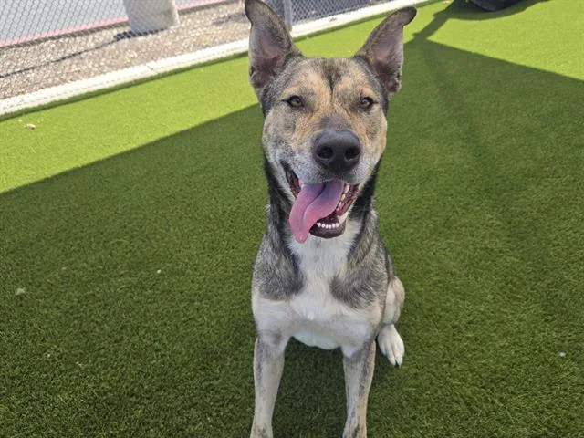 An adult large-sized male German Shepherd Dog dog named Usain Bolt for adoption in Auburn, CA