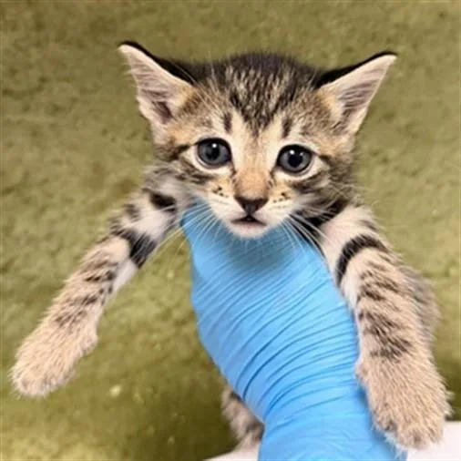A baby small-sized female Domestic Short Hair cat named Kia for adoption in Riverside, CA