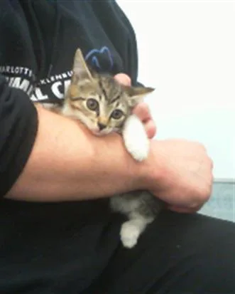 A baby small-sized female Domestic Short Hair cat named A for adoption in Charlotte, NC