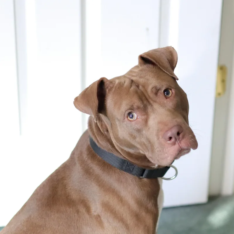An adult medium-sized male Brown / Chocolate American Staffordshire Terrier dog named Leo for adoption in Cornelius, NC