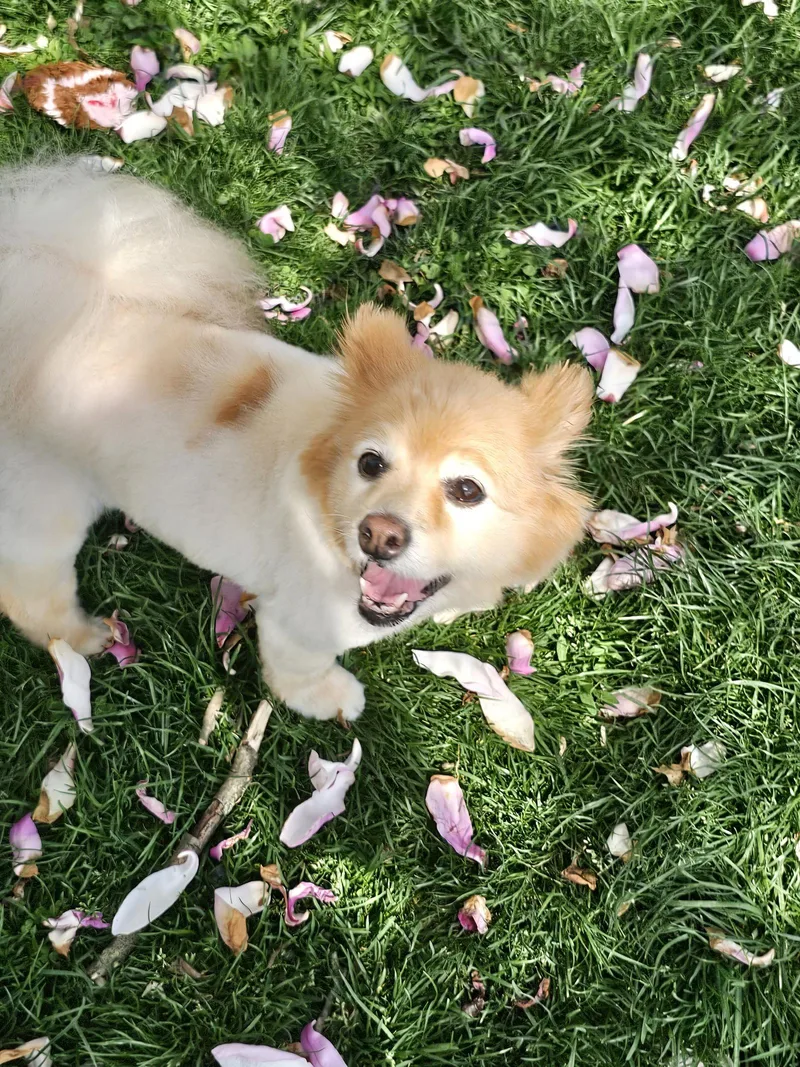 A senior small-sized female Pomeranian dog named Yoko for adoption in Lebanon, PA
