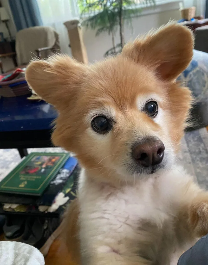 Yoko thumbnail 3