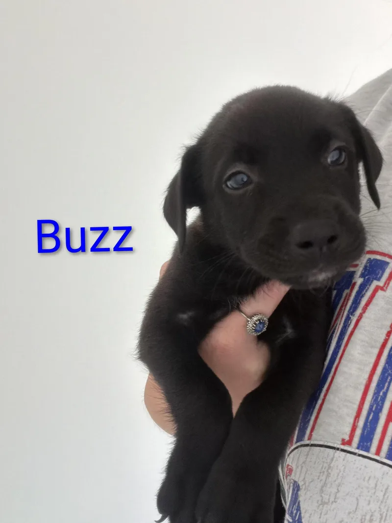 A baby medium-sized male Black Labrador Retriever dog named Buzz for adoption in Melbourne , FL