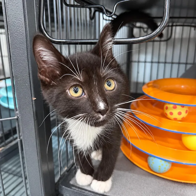 A baby small-sized female Black Domestic Short Hair cat named Capri for adoption in Bradenton, FL