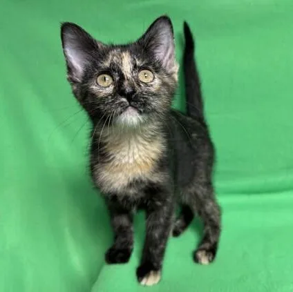 A baby medium-sized female Torbie Domestic Medium Hair cat named Babe for adoption in Benld, IL