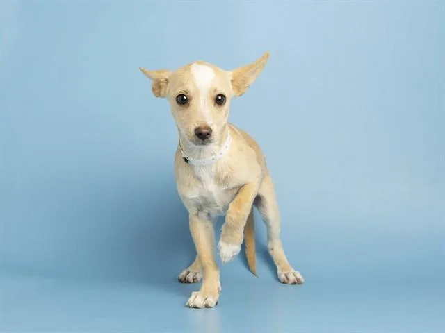 A baby small-sized male Chihuahua dog named Luther for adoption in Phoenix, AZ