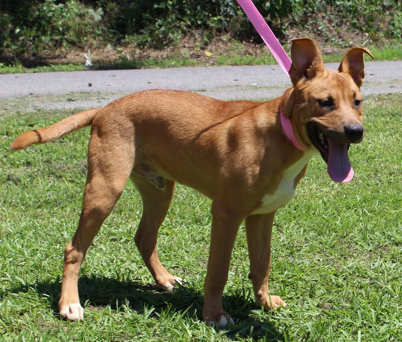 A young large-sized male Labrador Retriever dog named Benji for adoption in Prattville, AL