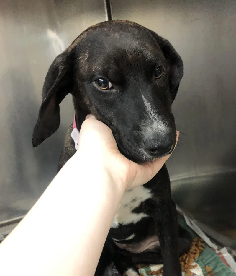 A baby medium-sized female Black Labrador Retriever dog named Sophie for adoption in Parma, OH