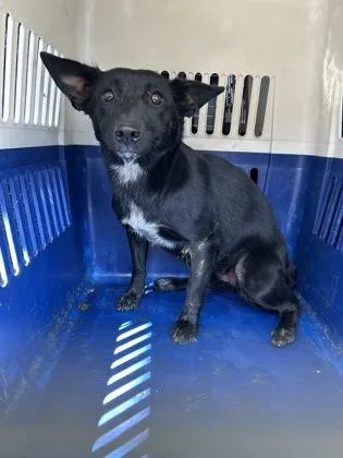 An adult small-sized female Chihuahua dog named Pan`s Shadow for adoption in Fresno, CA