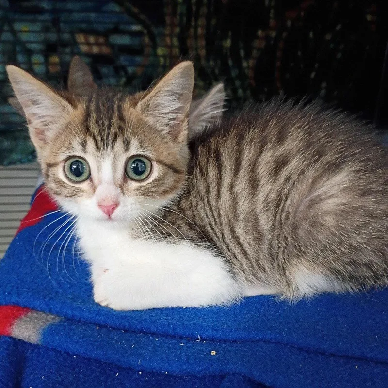 A baby medium-sized male Brown / Chocolate Domestic Short Hair cat named Jon Snow for adoption in Dallas, TX