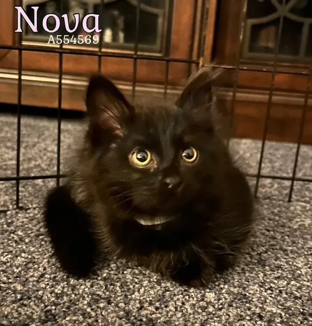 A baby small-sized female Domestic Short Hair cat named Nova for adoption in Santa Maria, CA