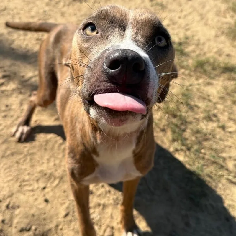 An adult medium-sized female Mixed Breed dog named Flora for adoption in Danville, VT