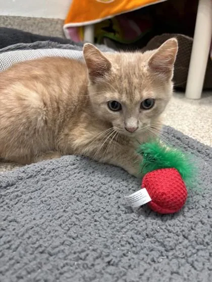 A young small-sized male Domestic Short Hair cat named Matty for adoption in Scotia, NY