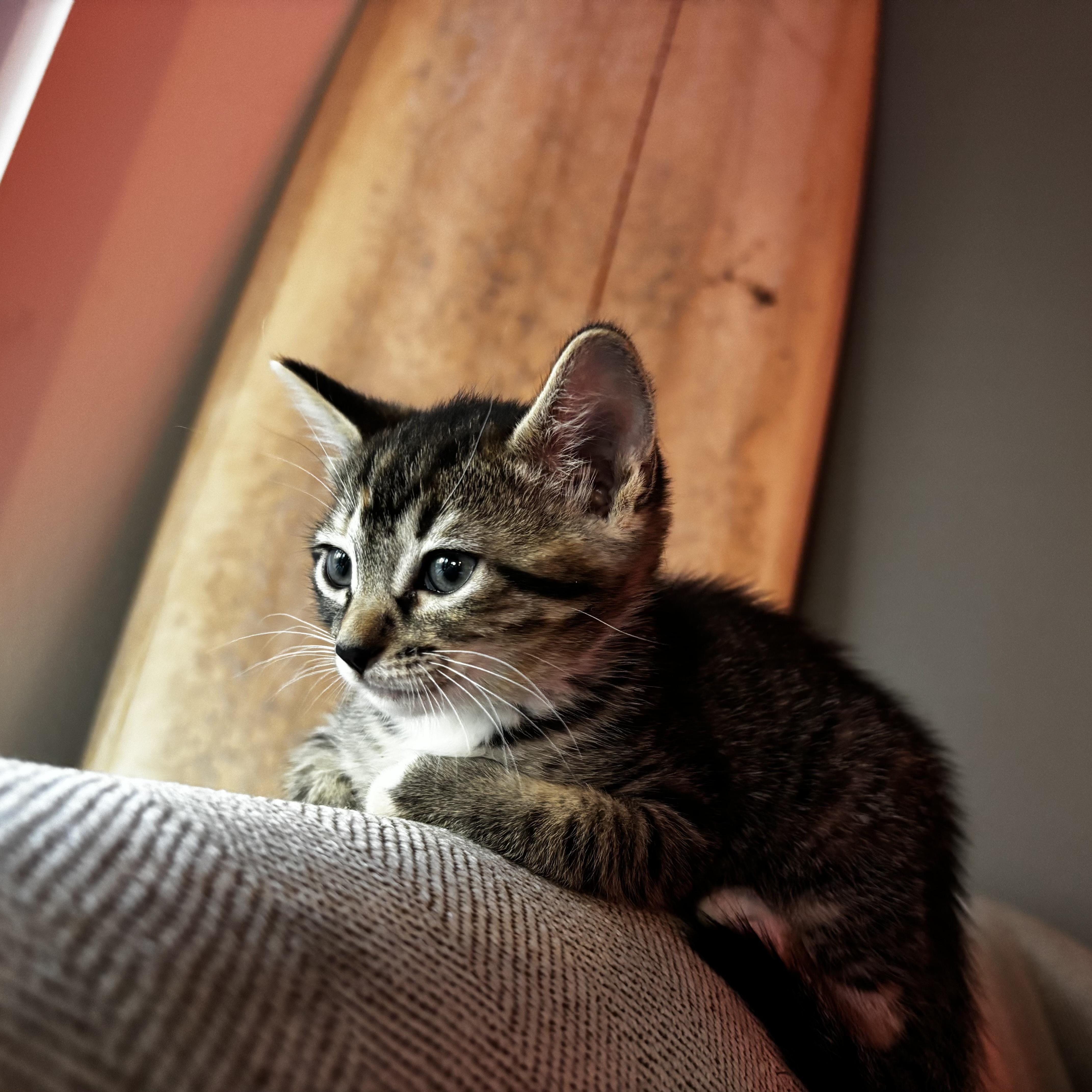 A baby small-sized female Tabby (Gray / Blue / Silver) Domestic Short Hair cat named Diane for adoption in Orange, CA