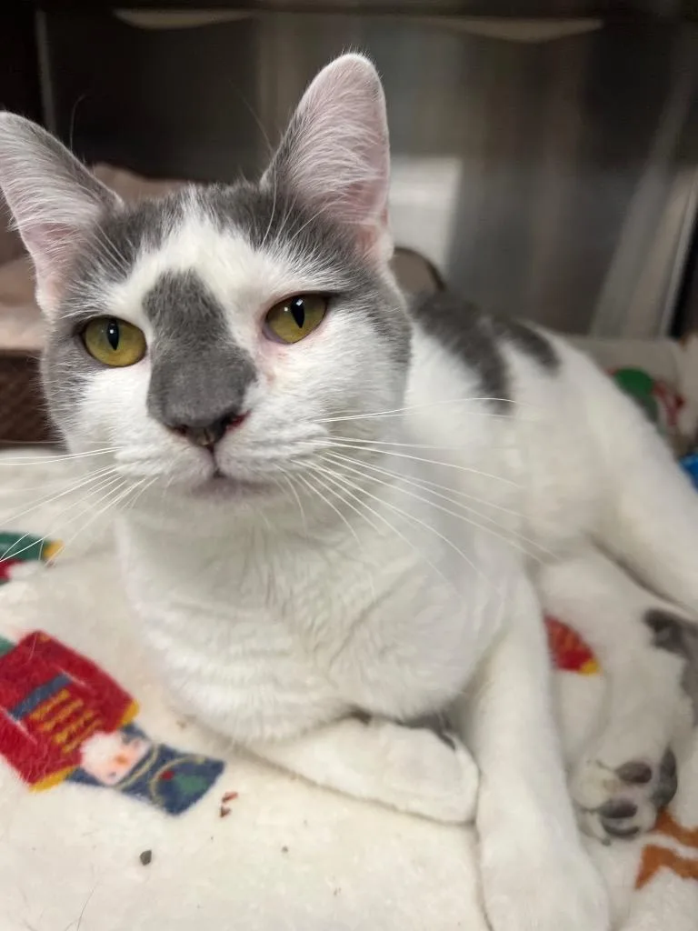 Ichabod  Ac  thumbnail 2