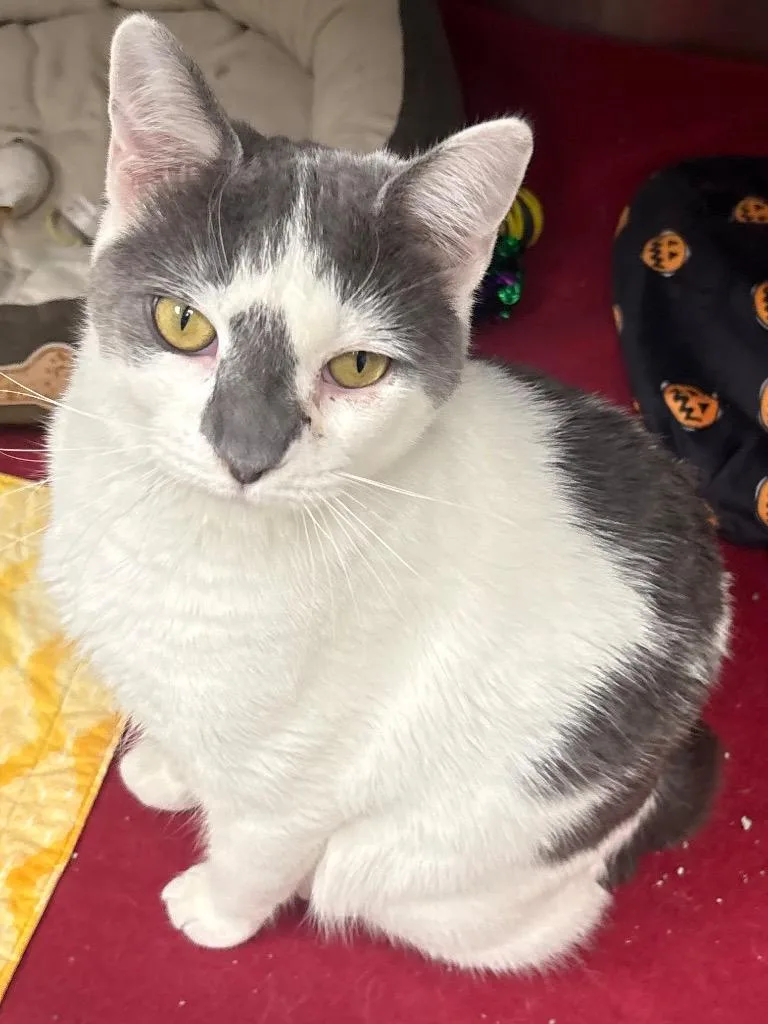 Ichabod  Ac  thumbnail 3