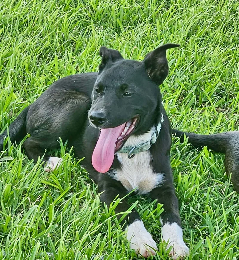 A baby medium-sized female White / Cream Border Collie dog named Kayley for adoption in Austin, TX