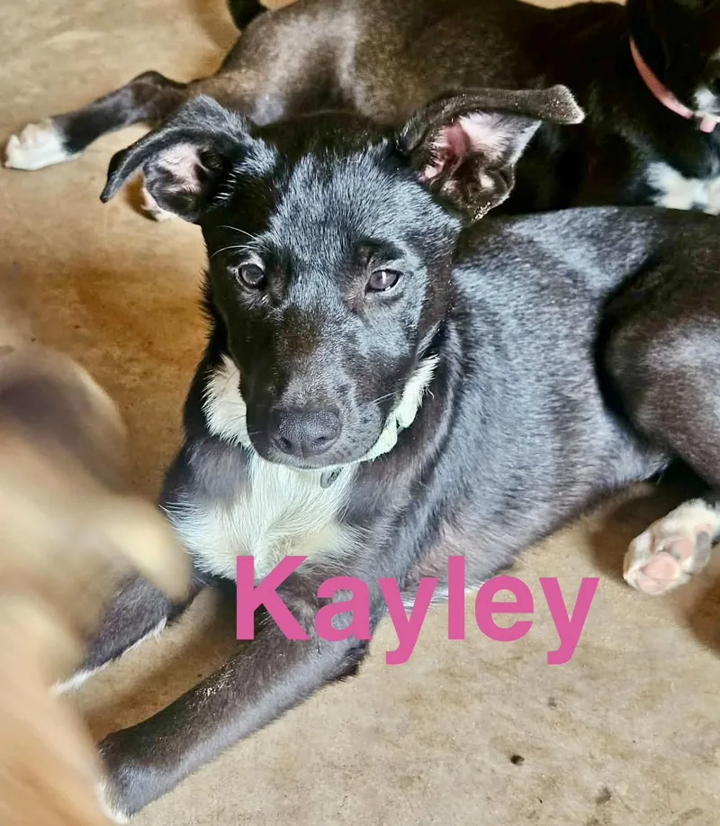 Kayley thumbnail 4