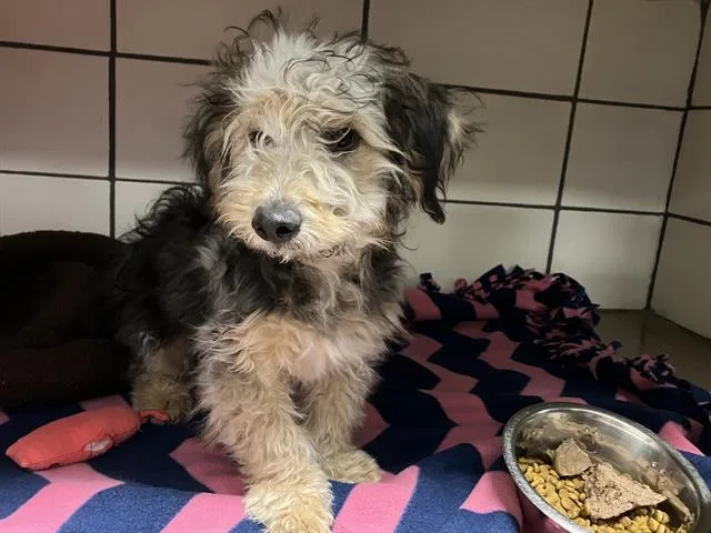 A baby small-sized male Poodle dog named Wayne for adoption in Fort Wayne, IN