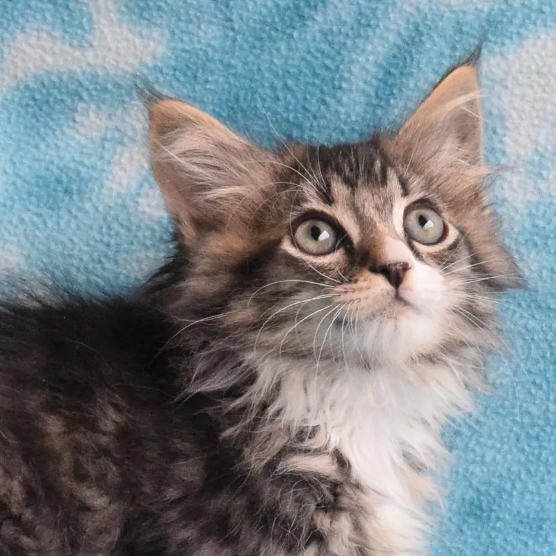 A baby small-sized male Brown / Chocolate Domestic Long Hair cat named Teton for adoption in Eureka, CA