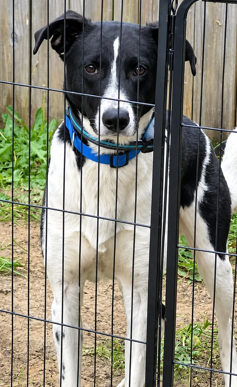 A young medium-sized male Border Collie dog named Kirby Courtesy Listing for adoption in Richmond, VA