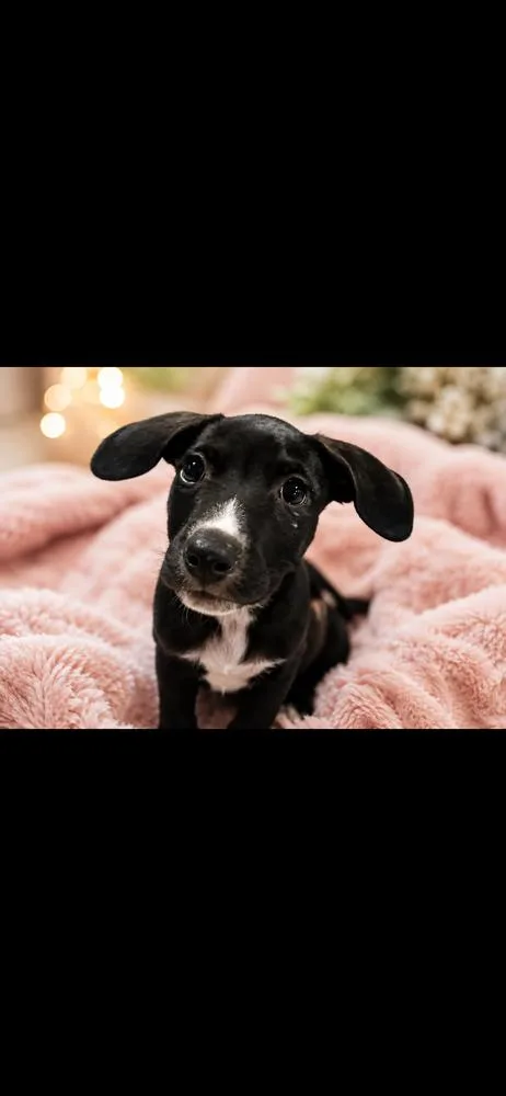 A baby medium-sized female Tricolor (Brown, Black, & White) Mixed Breed dog named Maple for adoption in Clinton Township, MI