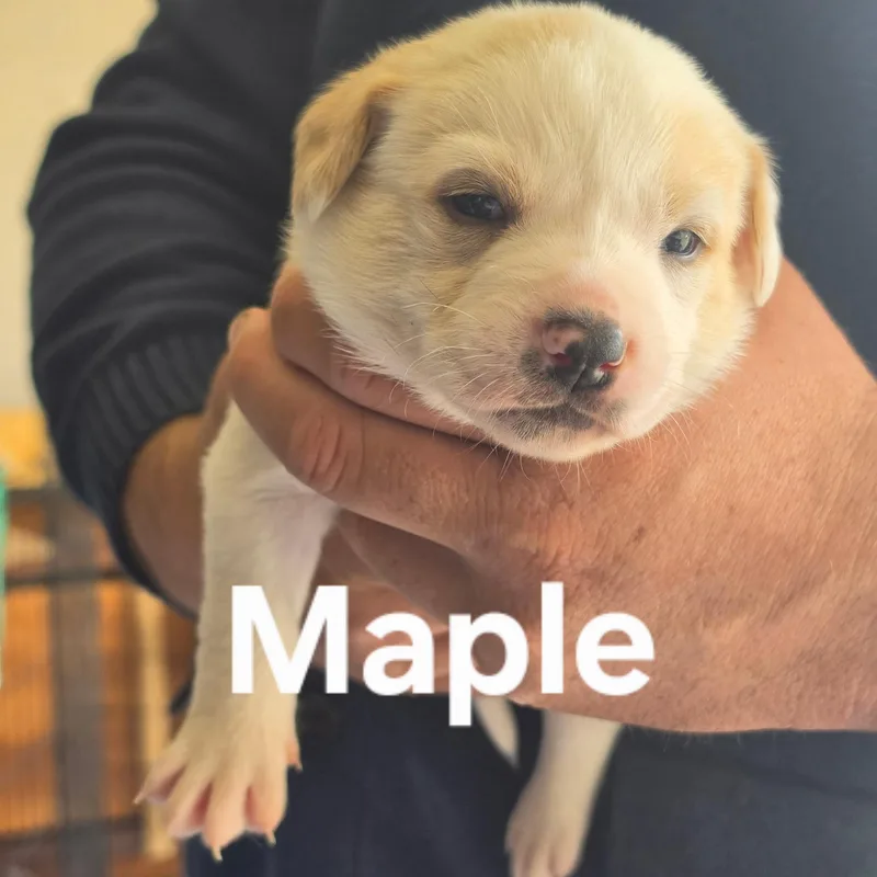 A baby medium-sized female Border Collie dog named Maple for adoption in Brentwood, CA