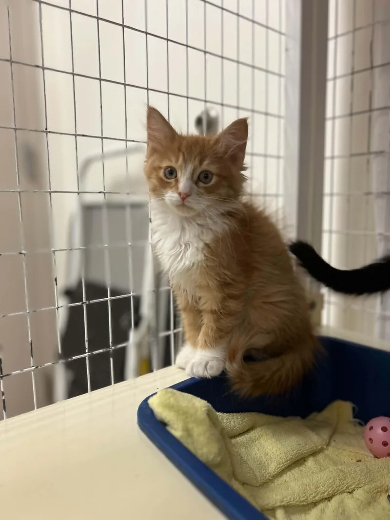 A baby medium-sized male Orange & White Domestic Medium Hair cat named Rupert for adoption in Chambersburg, PA