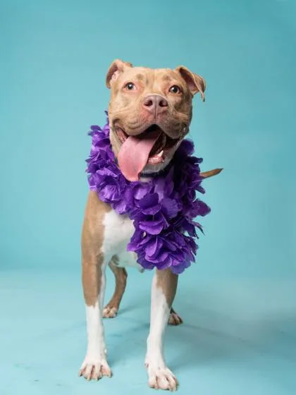 An adult medium-sized female Pit Bull Terrier dog named Emilia for adoption in Atlanta, GA