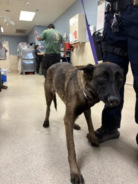 An adult large-sized female Belgian Shepherd / Malinois dog named Primrose for adoption in Riverside, CA