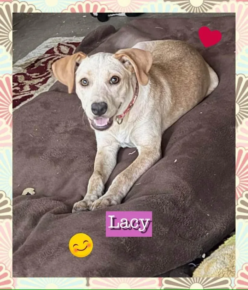 A young medium-sized female Mixed Breed dog named Lacy for adoption in Texarkana, TX