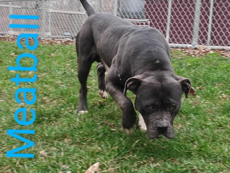 Meatball thumbnail 3