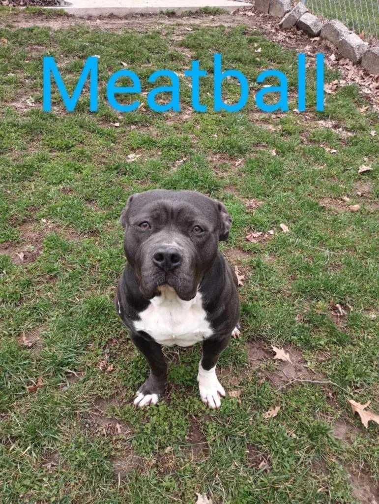 Meatball thumbnail 4