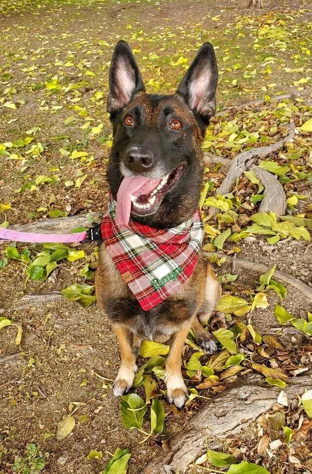 Onyx  Located In thumbnail 3